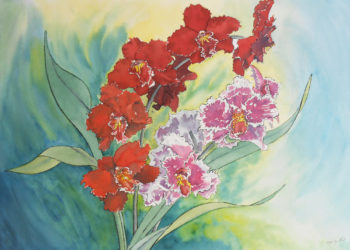 orchidee odontoglossum